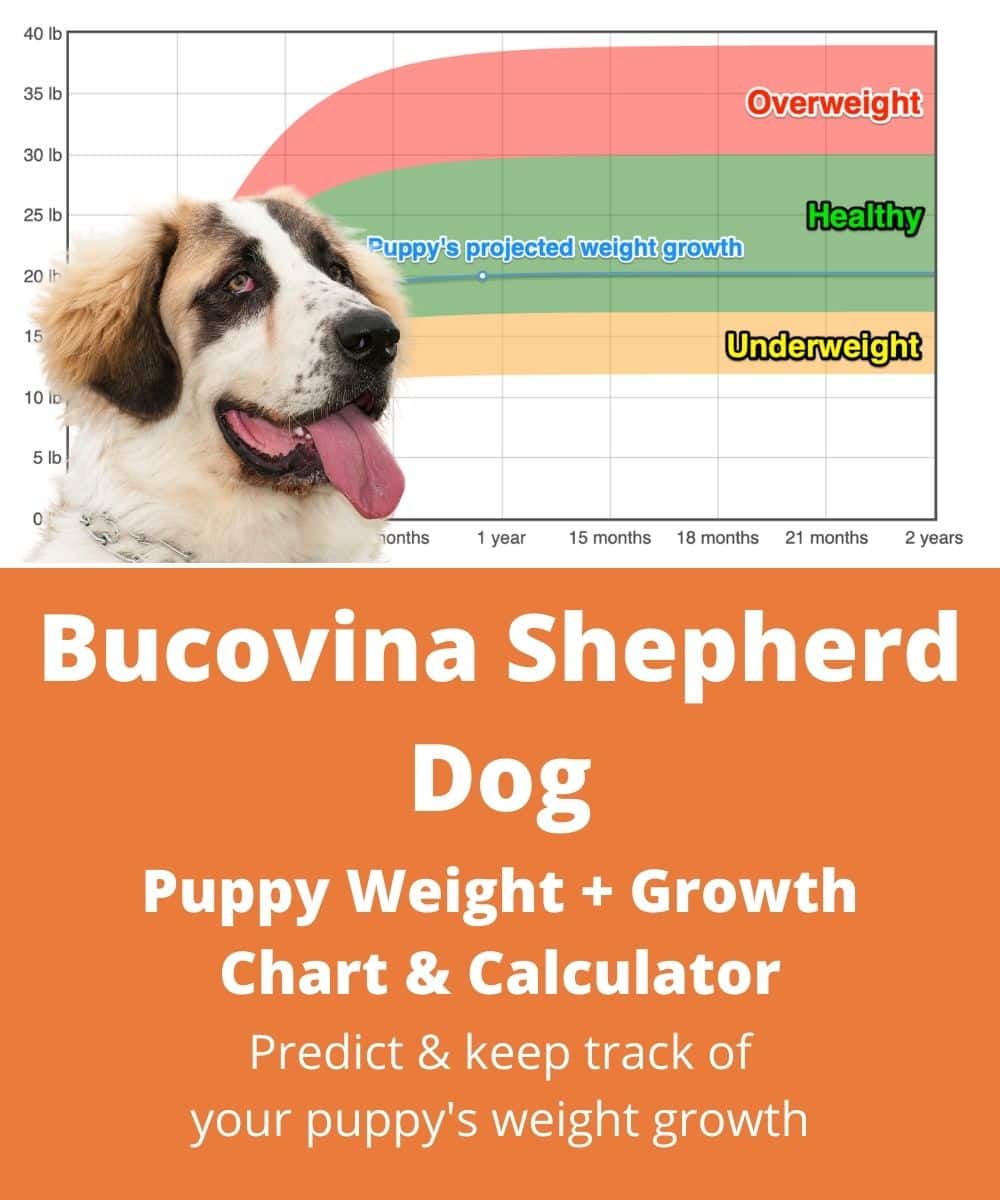 bucovina-shepherd-dog Puppy Weight Growth Chart